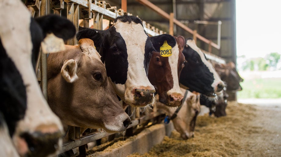 dairy cows eating feed