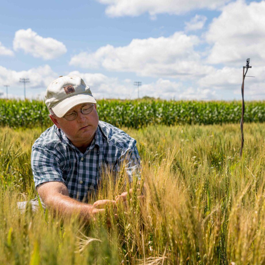 2020_AHPS_Glover-SpringWheat_003-for-web