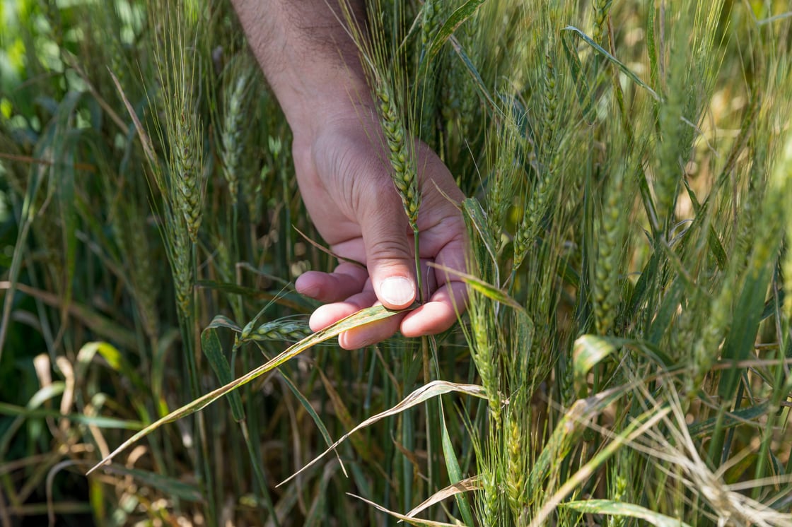 2020_AHPS_Glover-SpringWheat_005