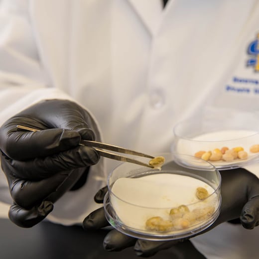 sprouted soybean being held with a tweezer above a petri dish
