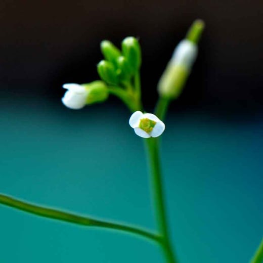 Arabidopsis-thalisana-floralMeristem-for-Research-Report