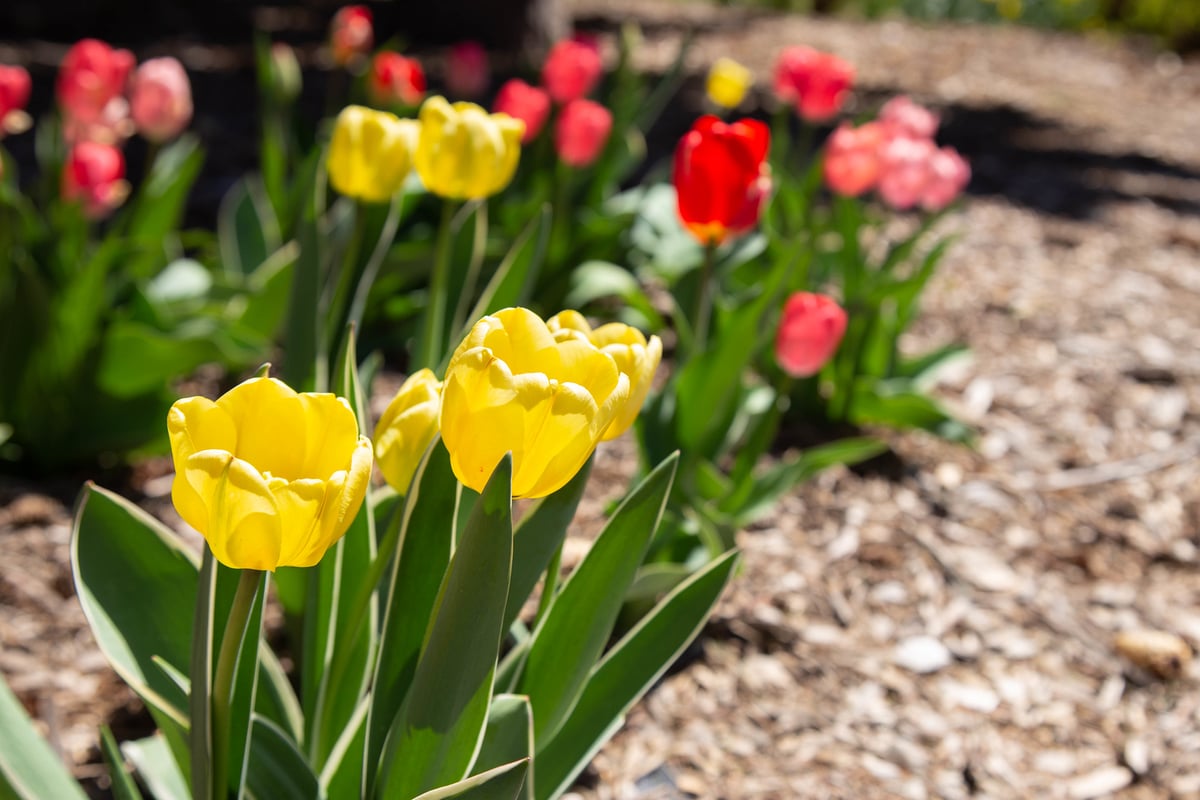 Campus Tulips Image