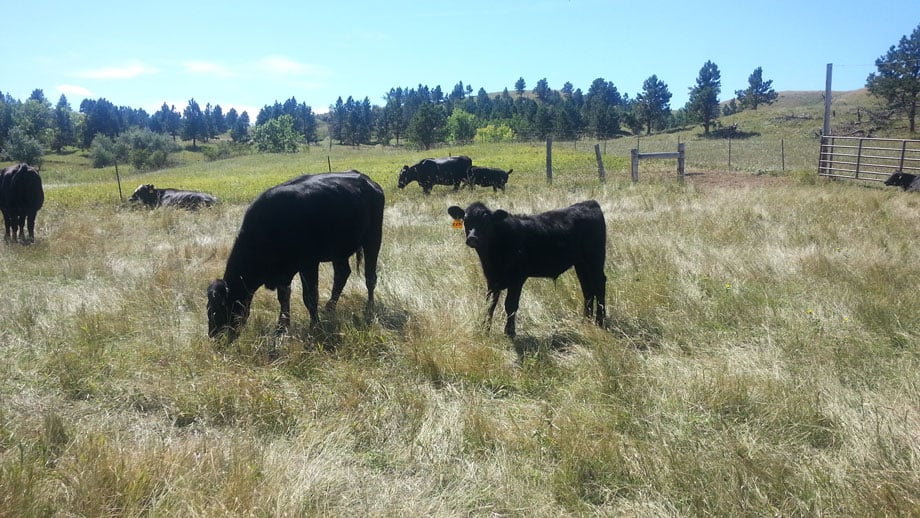 Cows-grazing-in-pasture-near-Sturgis