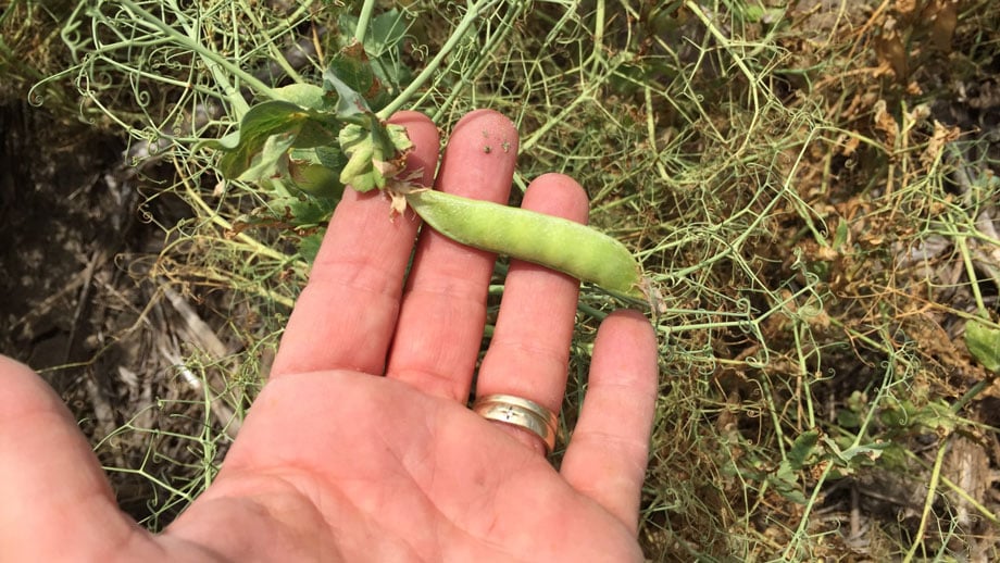 Hand holding a pea pod with plants in background