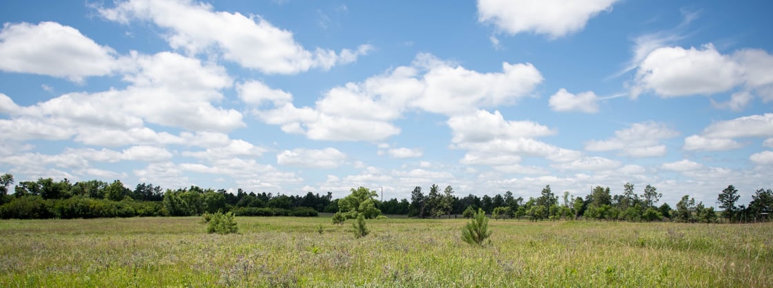Wide view of Oak Lake Field Station showing an open prairie meadow with scattered young trees, a tree-lined horizon, and a blue sky filled with white clouds.