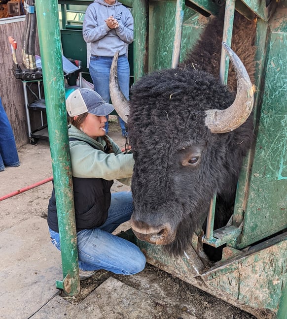 Bison in a cattle chute next two a student conducting research