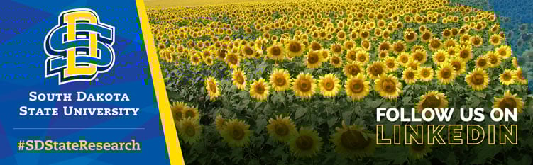 a field of sunflowers
