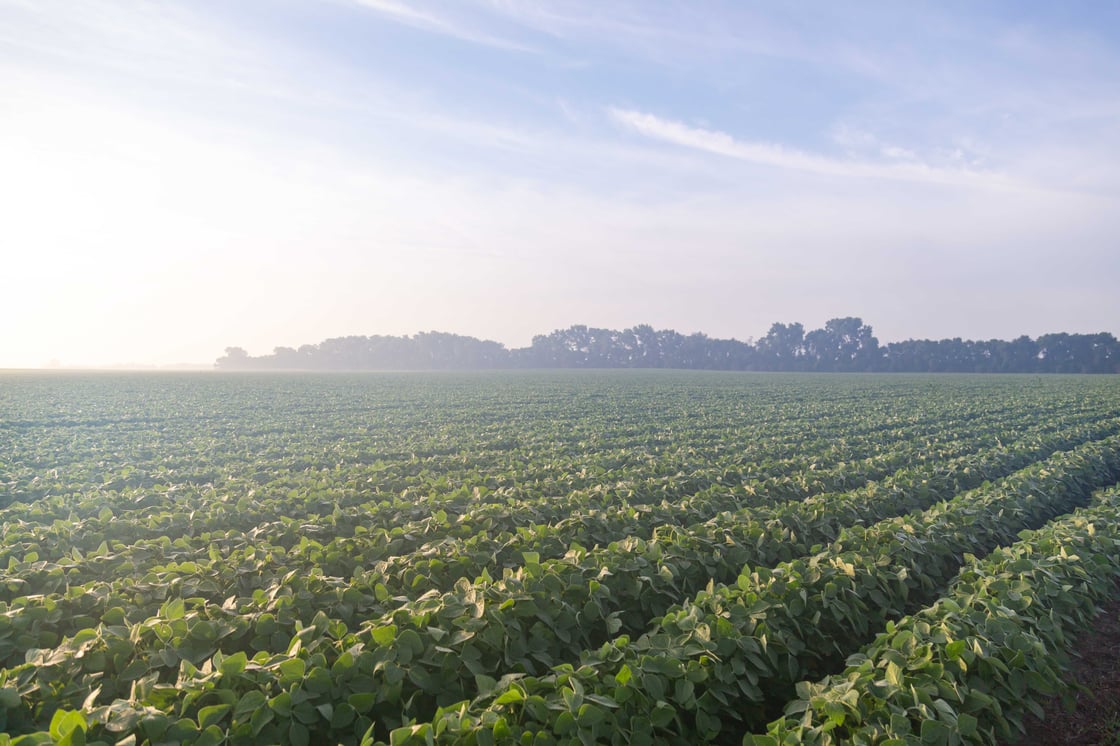 Soybean-Field-3