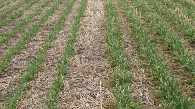 Winter wheat emerging from last year's crop residue