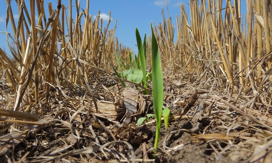 cover crops