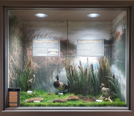 Display case 2