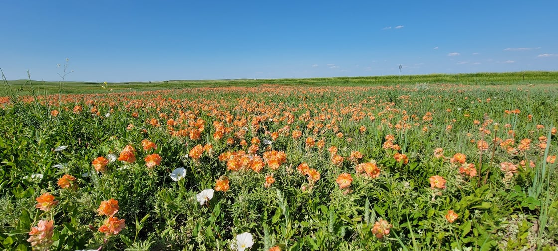 wildflowers1